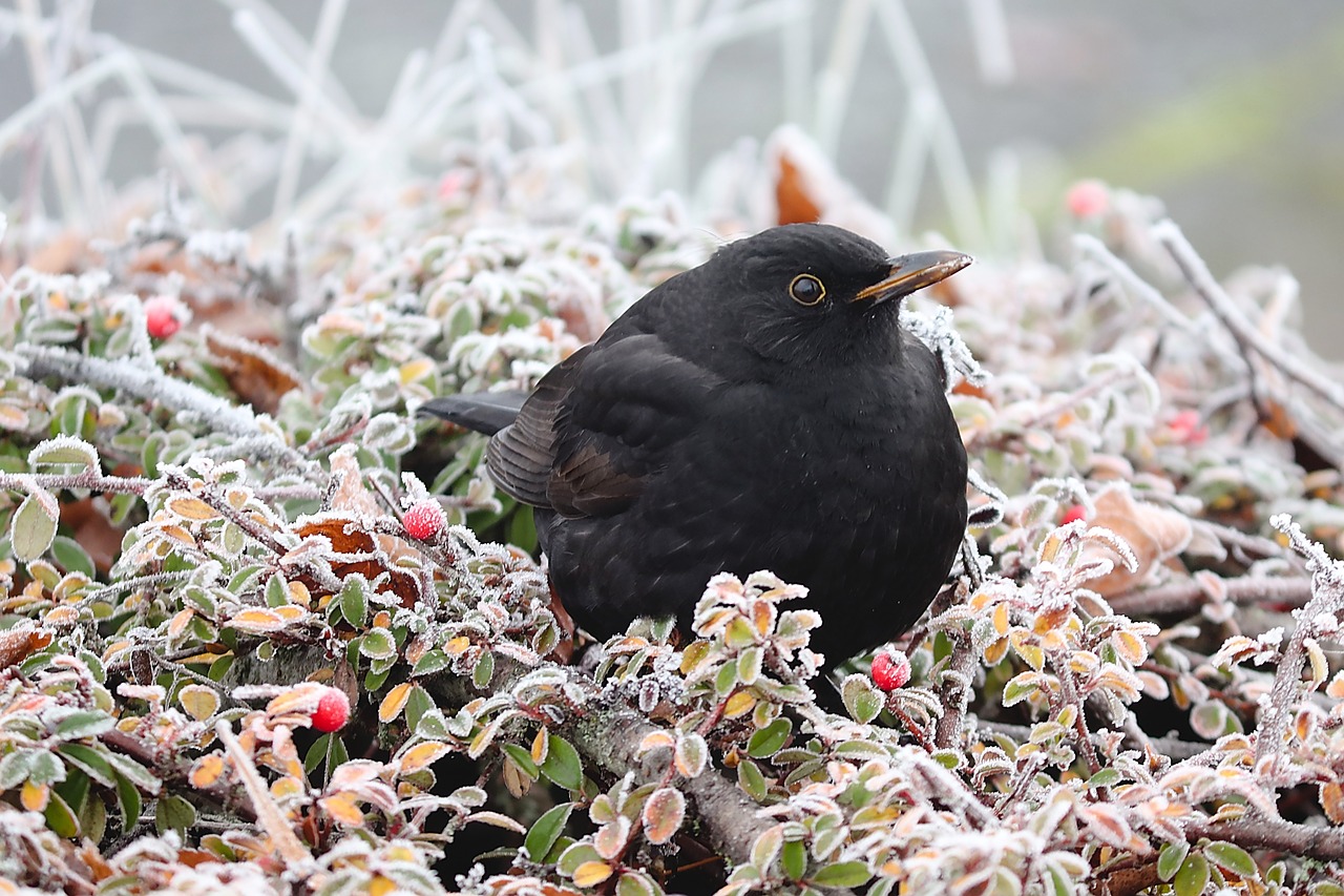 Tips for Successful Winter Gardening